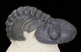Nice Crotalocephalina & Reedops Trilobite Association #39829-4